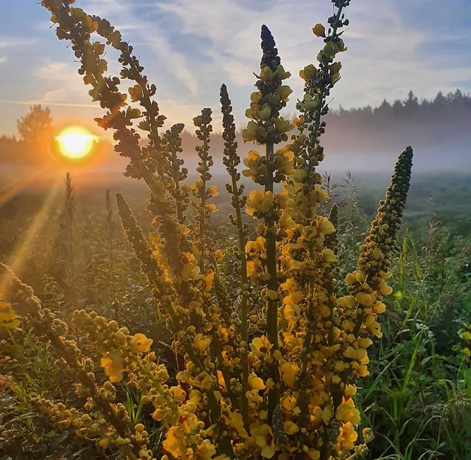 DAS GEHEIMNIS DER NATUR LIEGT IN DER NATUR DER FRAUEN
