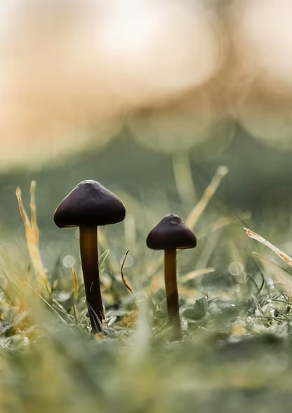 3-TÄGIGER ANGELEITETER PSILOCYBIN-RÜCKZUG IN DER NATUR (NIEDERLANDE)