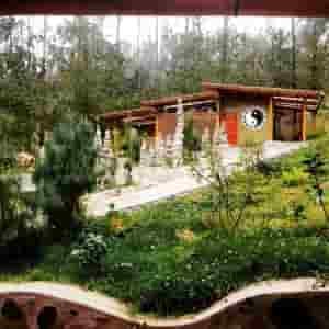 Ayahuasca & San Pedro – Gaia Sagrada