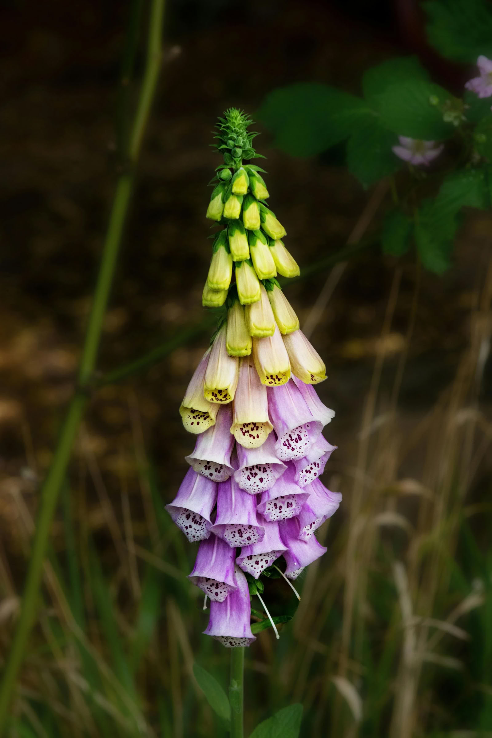 Art + Yoga Kreativitäts-Retreat: Töpferei + Botanicals | Nectar Yoga Retreat