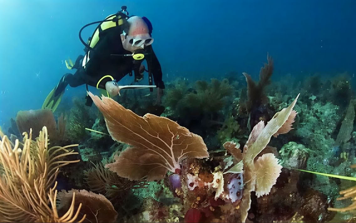 Menjangan Island - Fun-Tauchtour