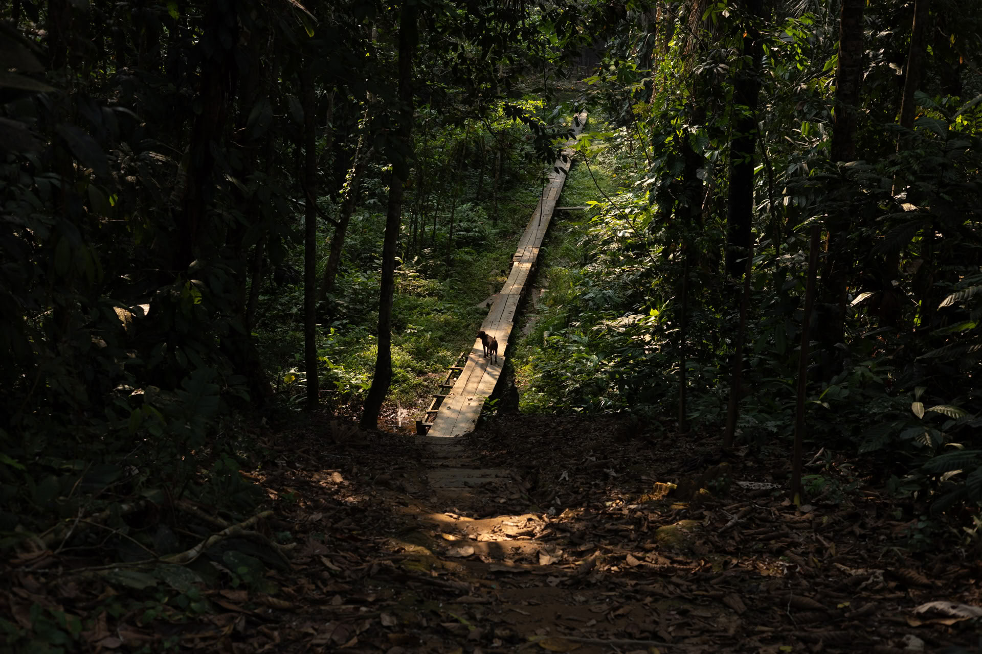 Offenes Ayahuasca-Retreat in Psychonauta Tribe