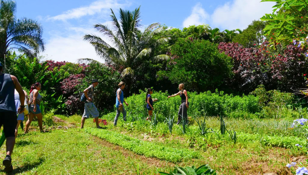 Aloha Maui Farm Tour