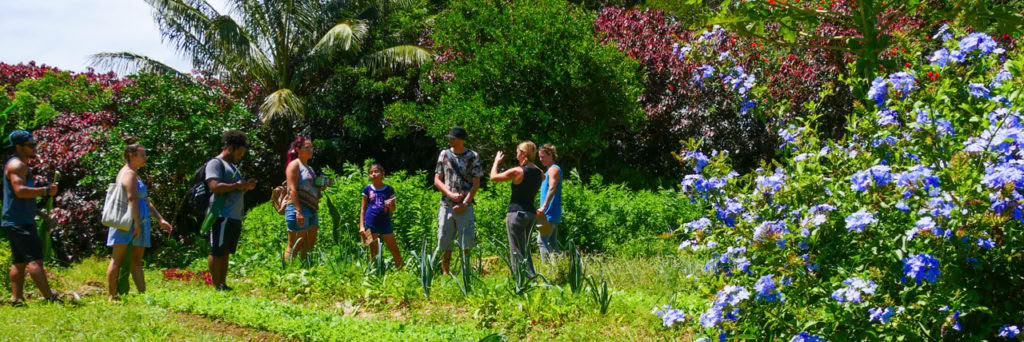 Aloha Maui Farm Tour