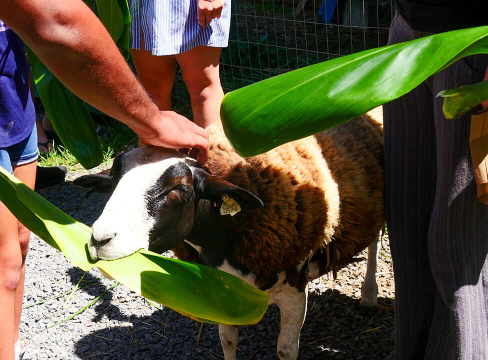 Aloha Maui Farm Tour