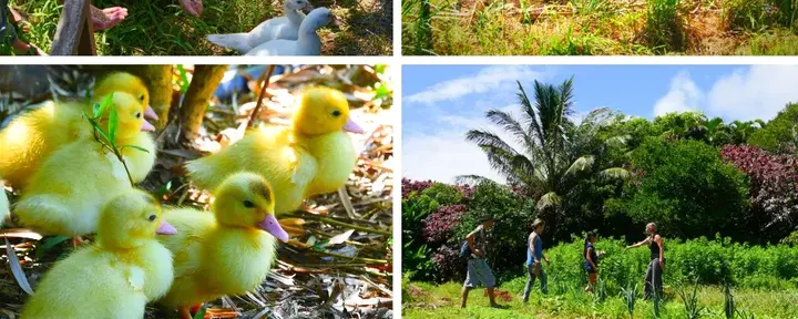 Farm-Tour-Erlebnis