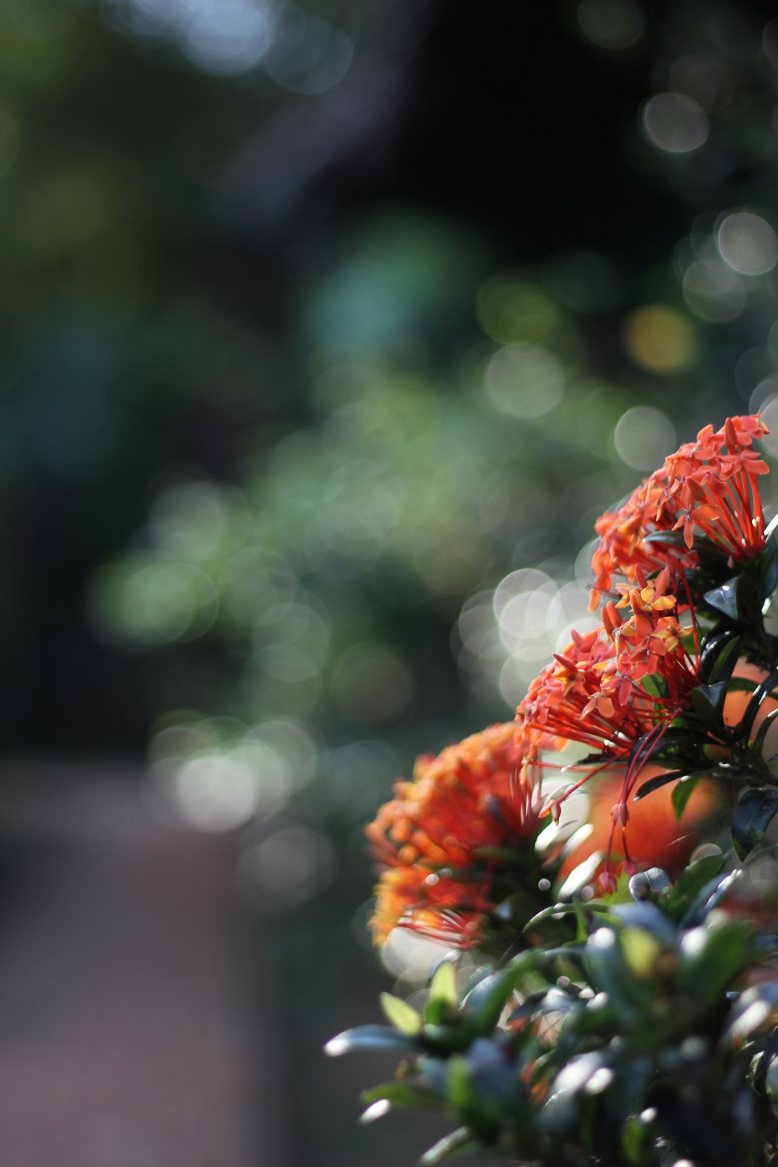 Blue Morpho Lodge Retreat | 25. Mai - 30, 2026