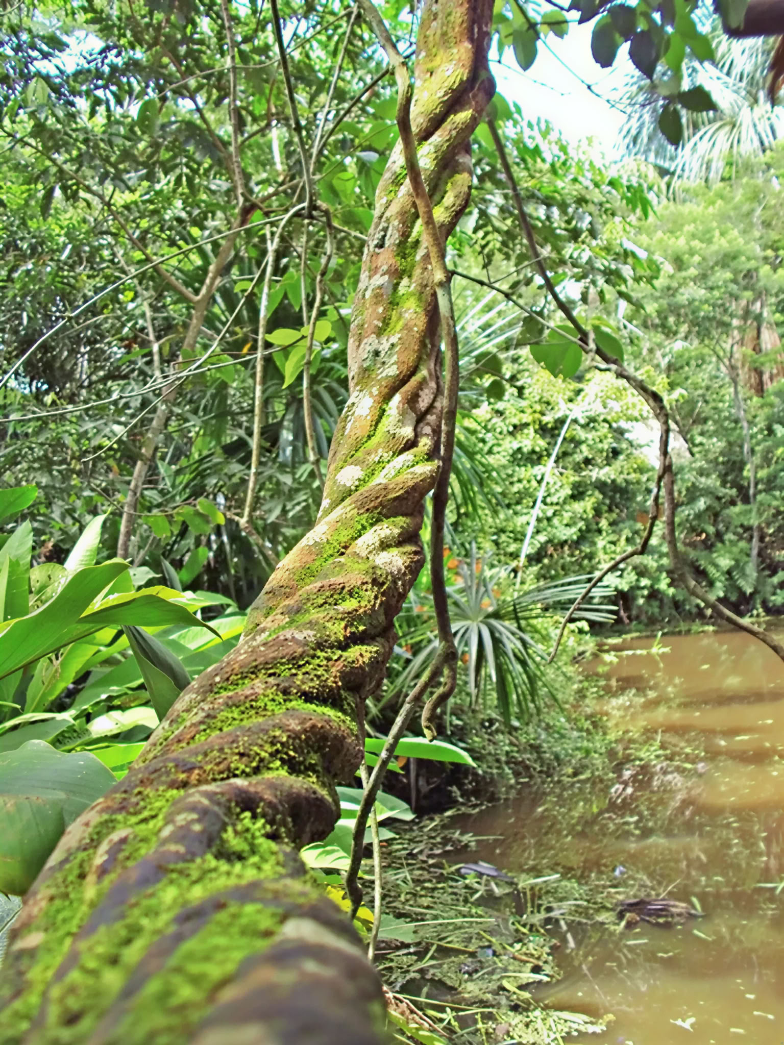 Shipibo-Ayahuasca-Retreat