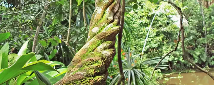 Shipibo-Ayahuasca-Retreat