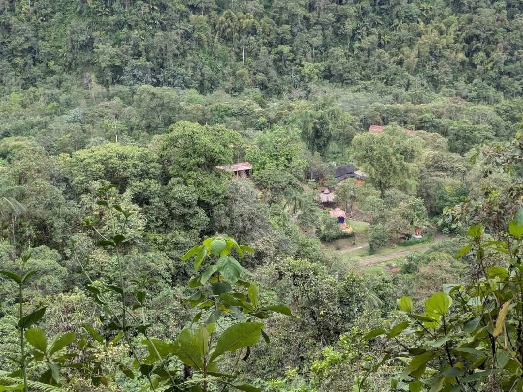 Ayahuasca-Tageszeremonie im Hayulima Natural Reserve