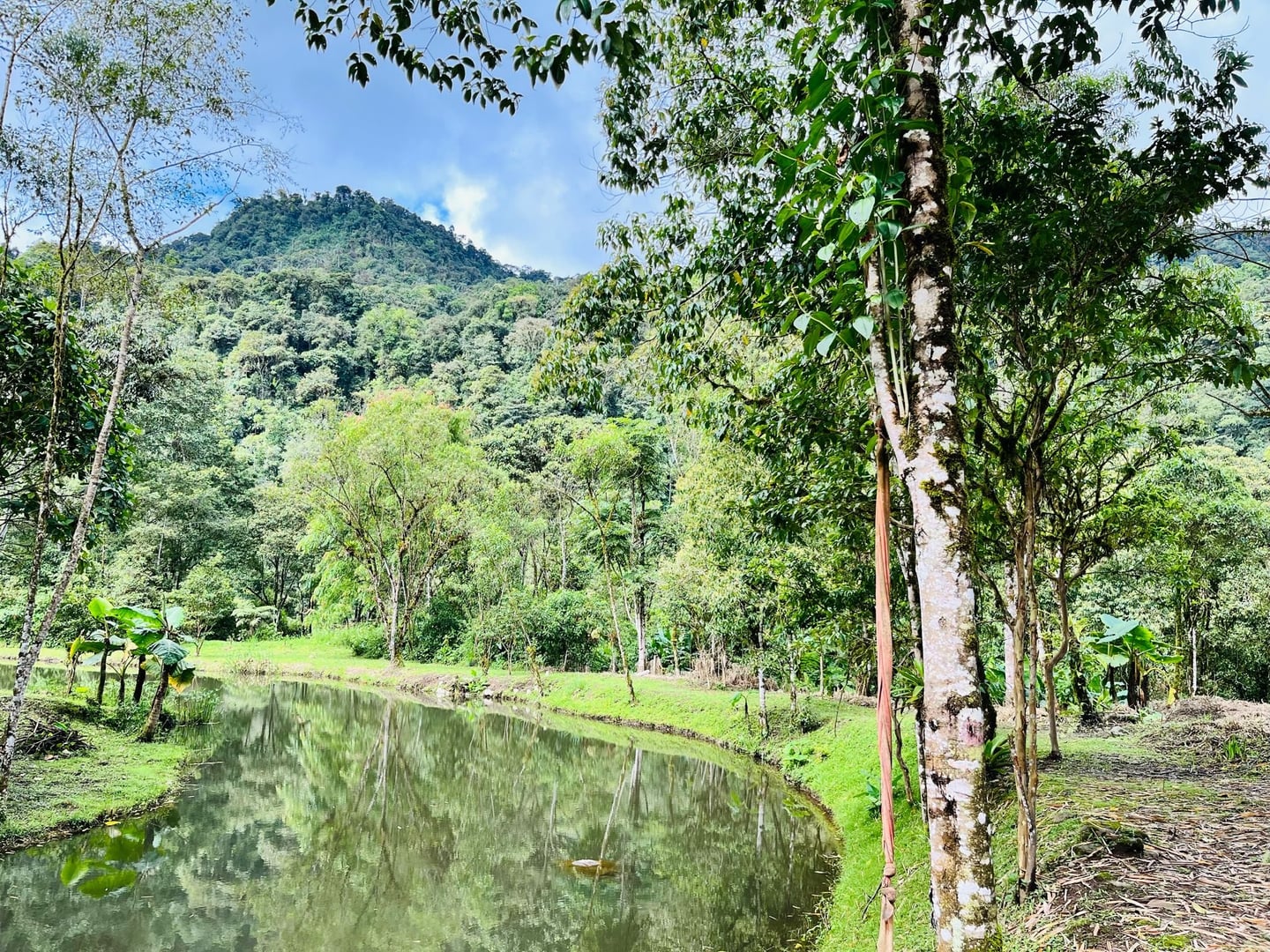 Ayahuasca-Tageszeremonie im Hayulima Natural Reserve