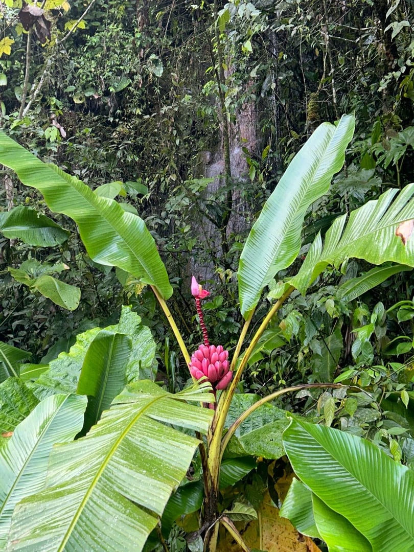 Ayahuasca-Tageszeremonie im Hayulima Natural Reserve