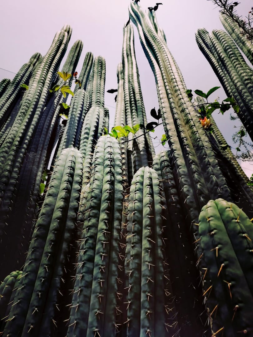 San Pedro Temazcal-Zeremonie im Hayulima, Naturreservat