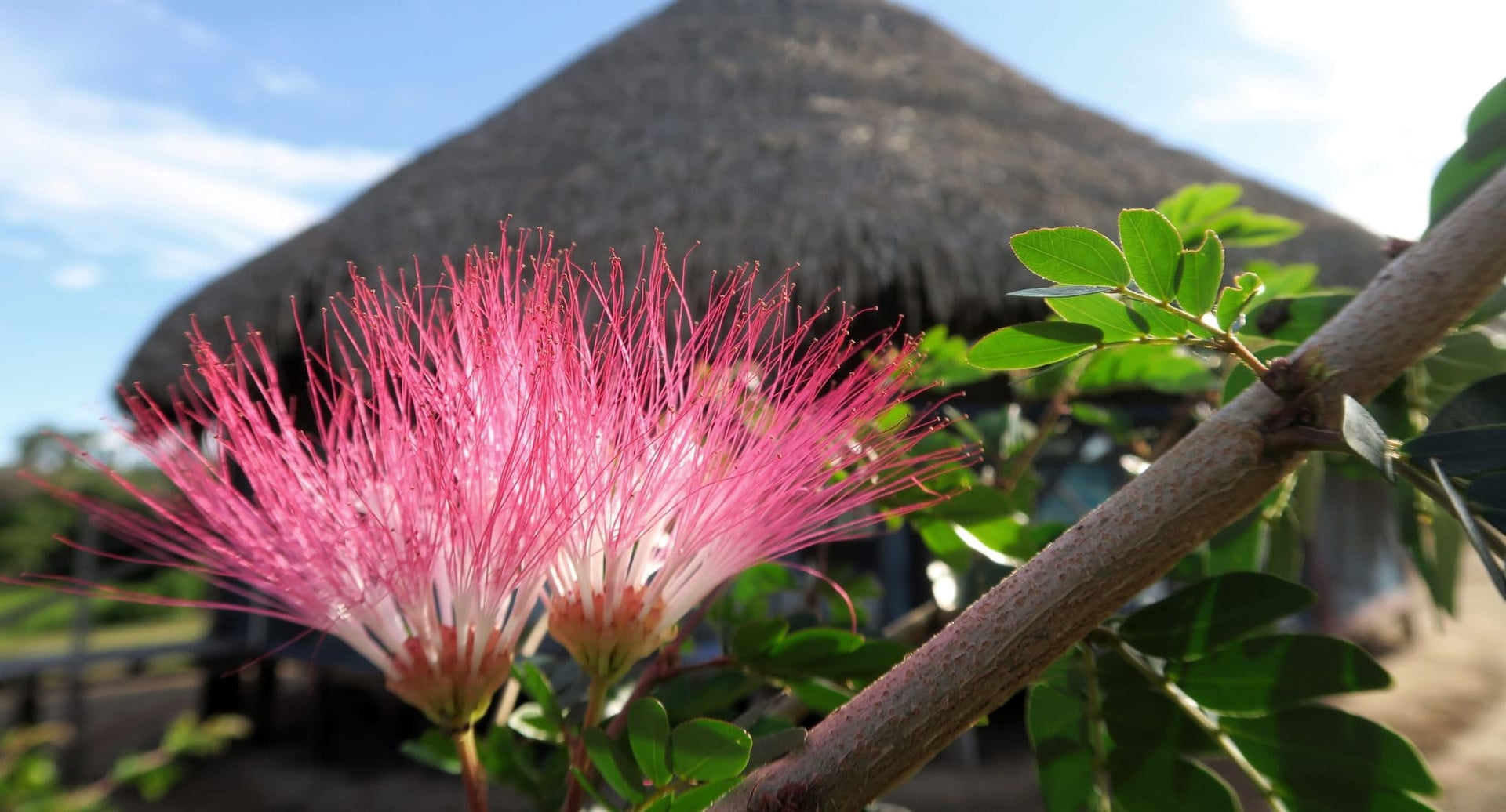 Ayahuasca-Heilungsretreat + 5-tägiges Integrationsretreat