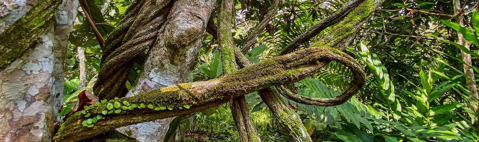 Ayahuasca-Heilungsretreat + 5-tägiges Integrationsretreat