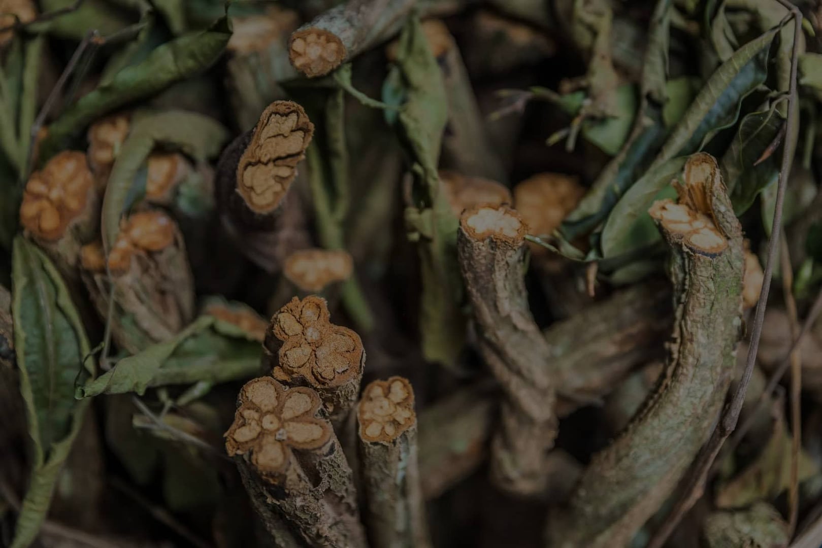 Ayahuasca-Heilungsretreat + 5-tägiges Integrationsretreat
