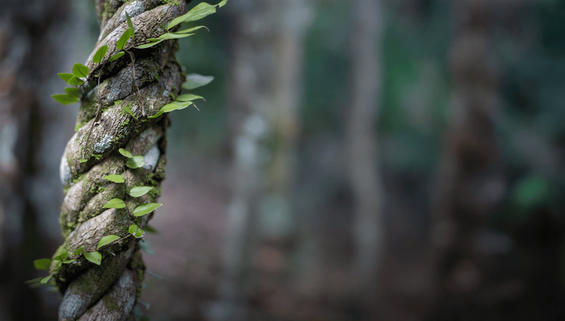 Ayahuasca-Heilungsretreat + 5-tägiges Integrationsretreat