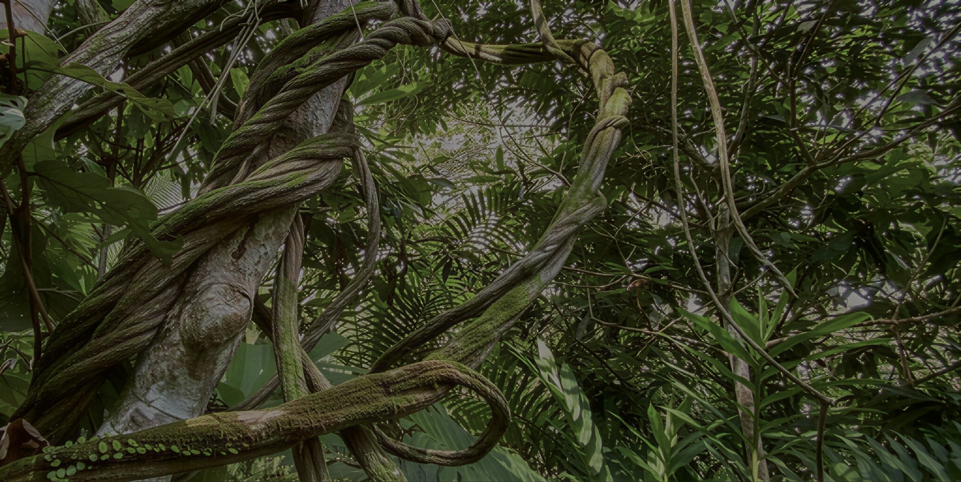 Ayahuasca-Heilungsretreat + 5-tägiges Integrationsretreat