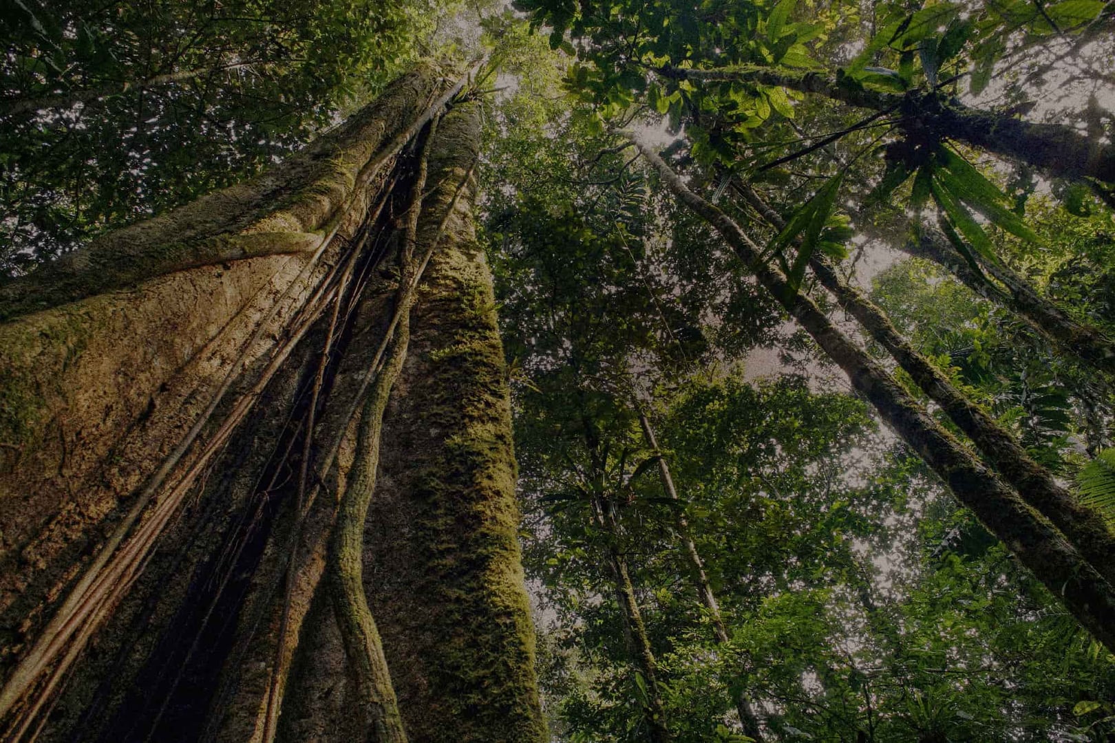 Ayahuasca-Heilungsretreat + 5-tägiges Integrationsretreat