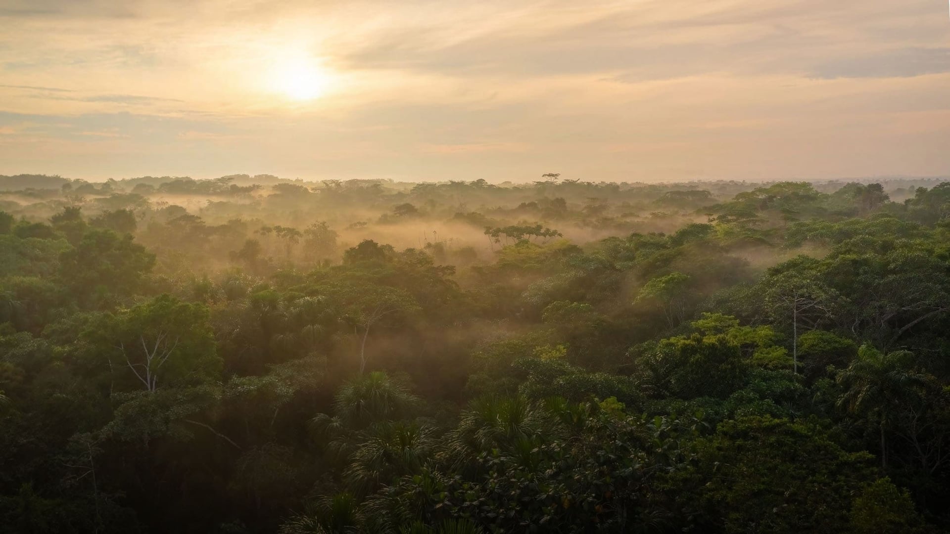 Ayahuasca-Retreat für Gesundheitspraktiker 2026
