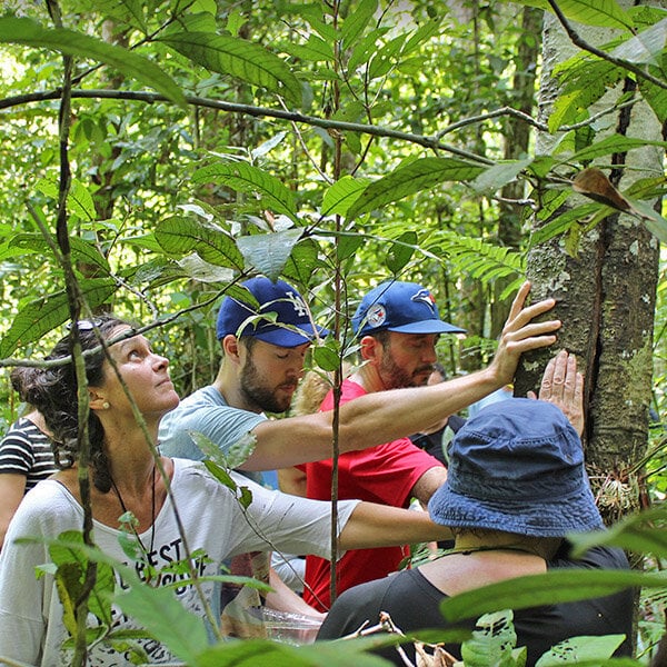 Vierwöchiger Ayahuasca-Heilungs- und Empowerment-Kurs