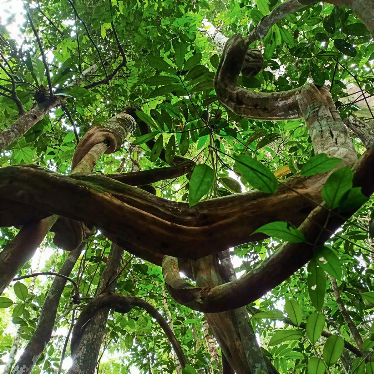 Ayahuasca und Machu Picchu 13-tägiges Retreat