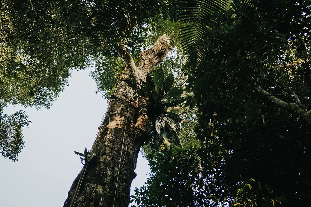 11-tägiger Ayahuasca-Retreat in Peru – 24. Juli - 3. August 2026 | Shipibo Healing & Integration