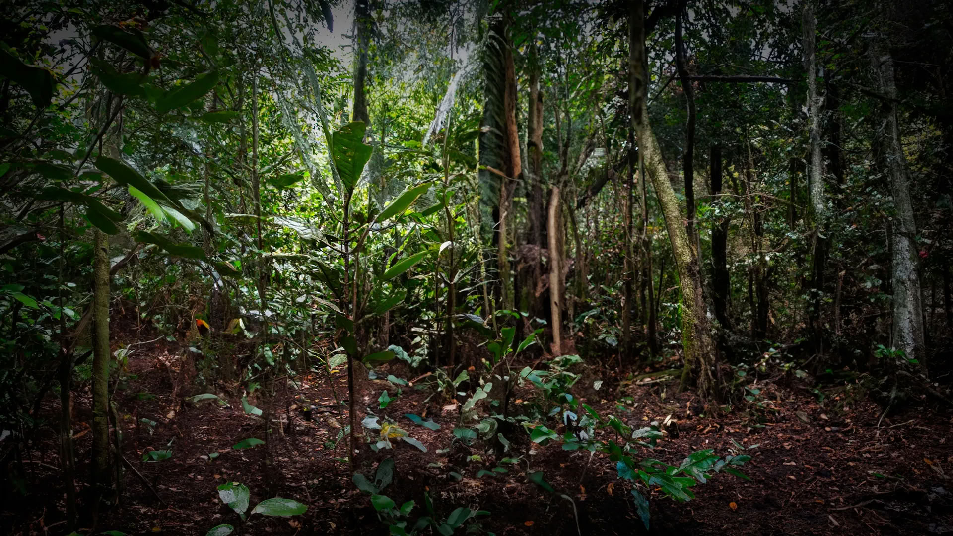 11 Tage Kambo-Heilungsretreat in Peru – Tiefe Entgiftung & energetische Erneuerung