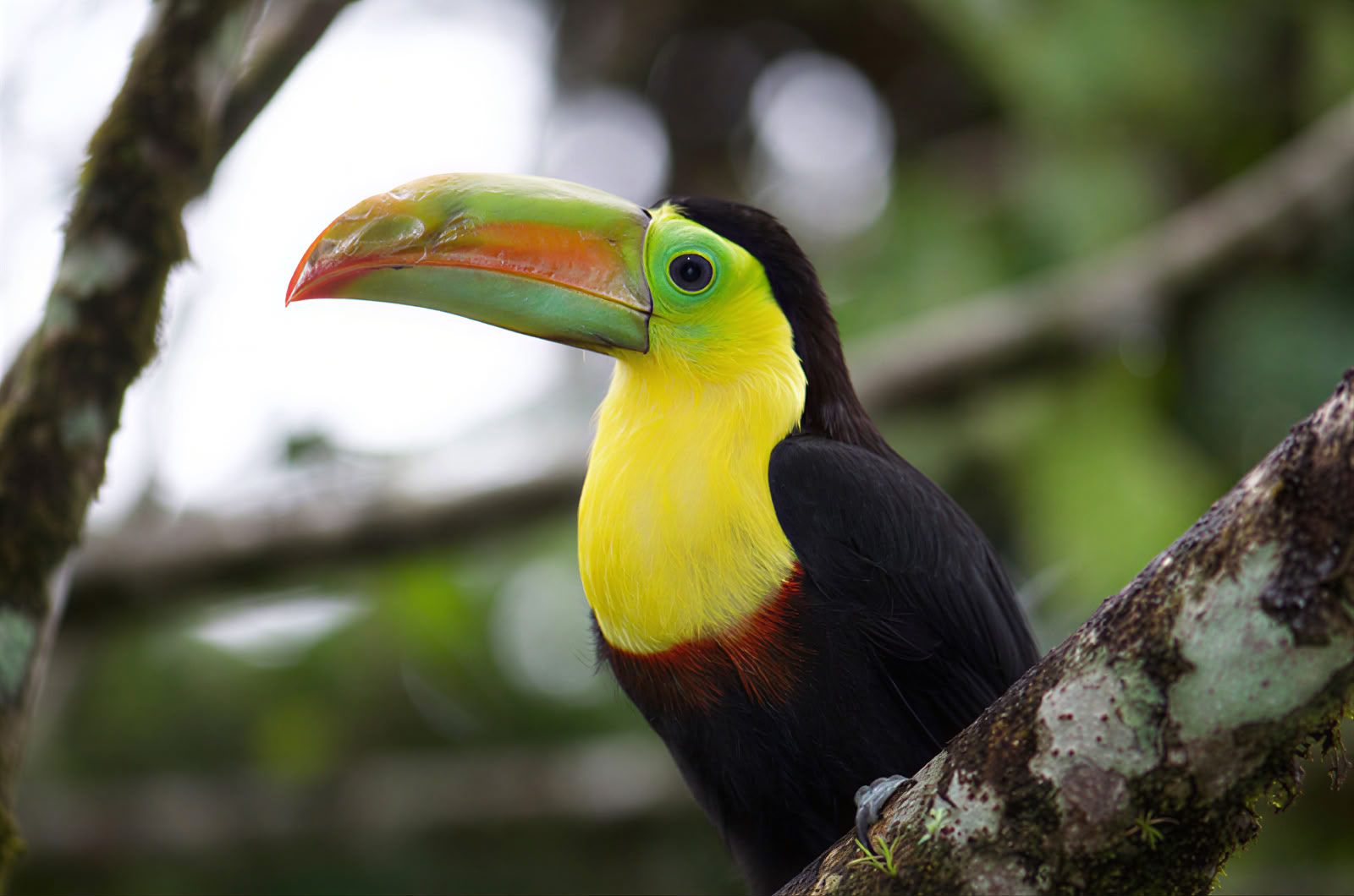 Costa Rica Intensives – 3.-10. Mai (7 Tage)