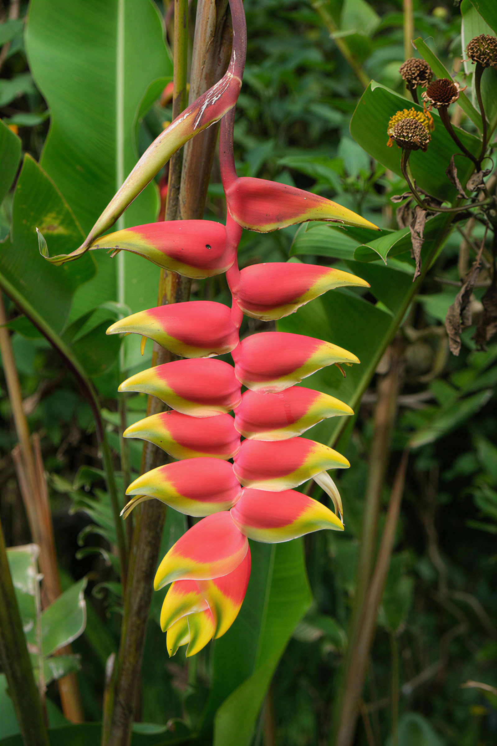 Costa Rica Intensives – 3.-10. Mai (7 Tage)