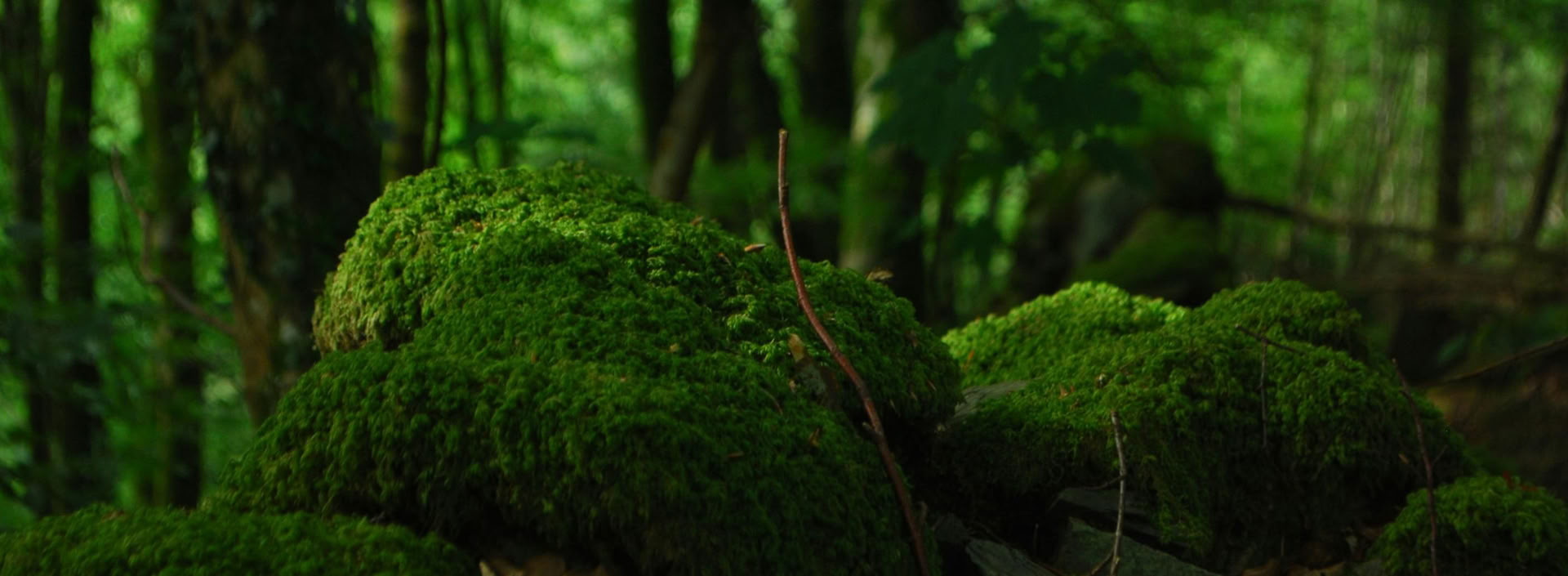 FSC Forest Management Expert-Kurs – 9. November, 10:00 – 13:00 EST