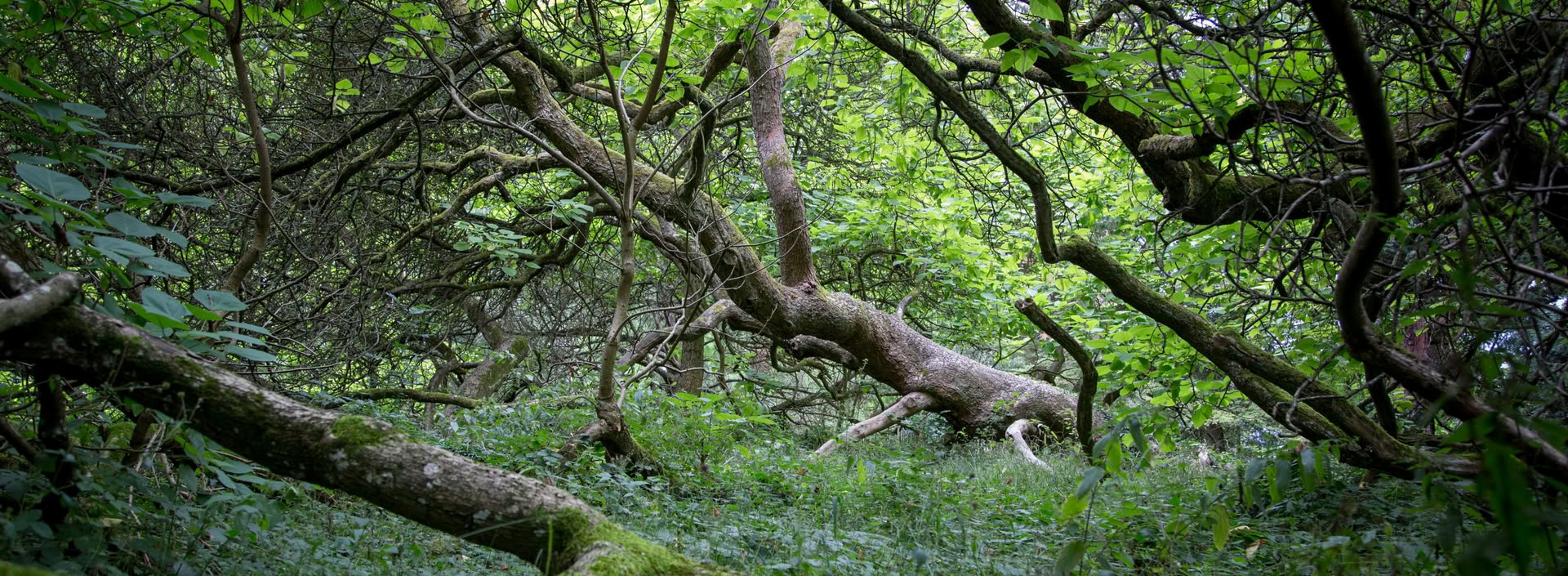 Naturbasierte Lösungen: Schulungskurs zu Ökosystemwiederherstellung und Kohlenstoffprojekten