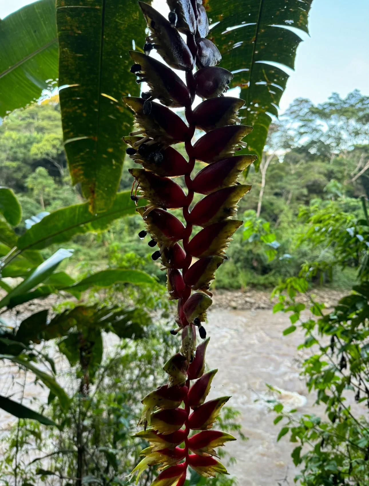 Nicht-Anfänger-Ayahuasca-Retreat