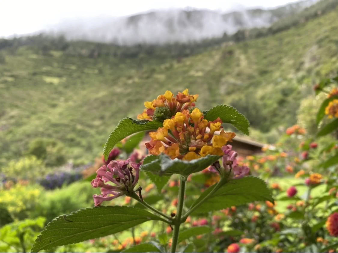 Stipendien-Ayahuasca-Retreat