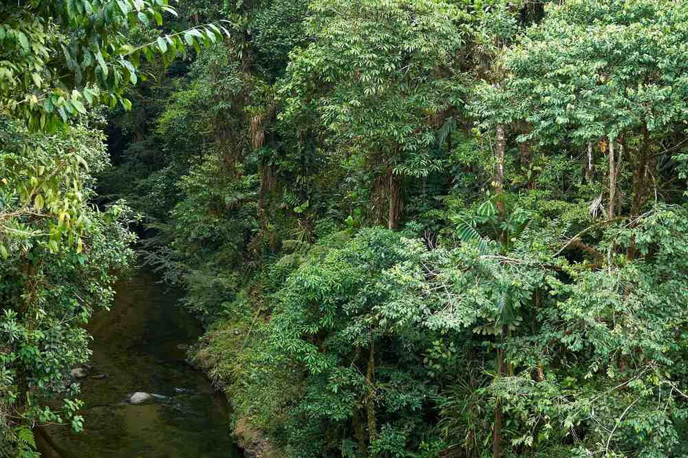 Ayahuasca Einführungsretreat: 7- und 14-tägig – 10. bis 31. Januar 2027