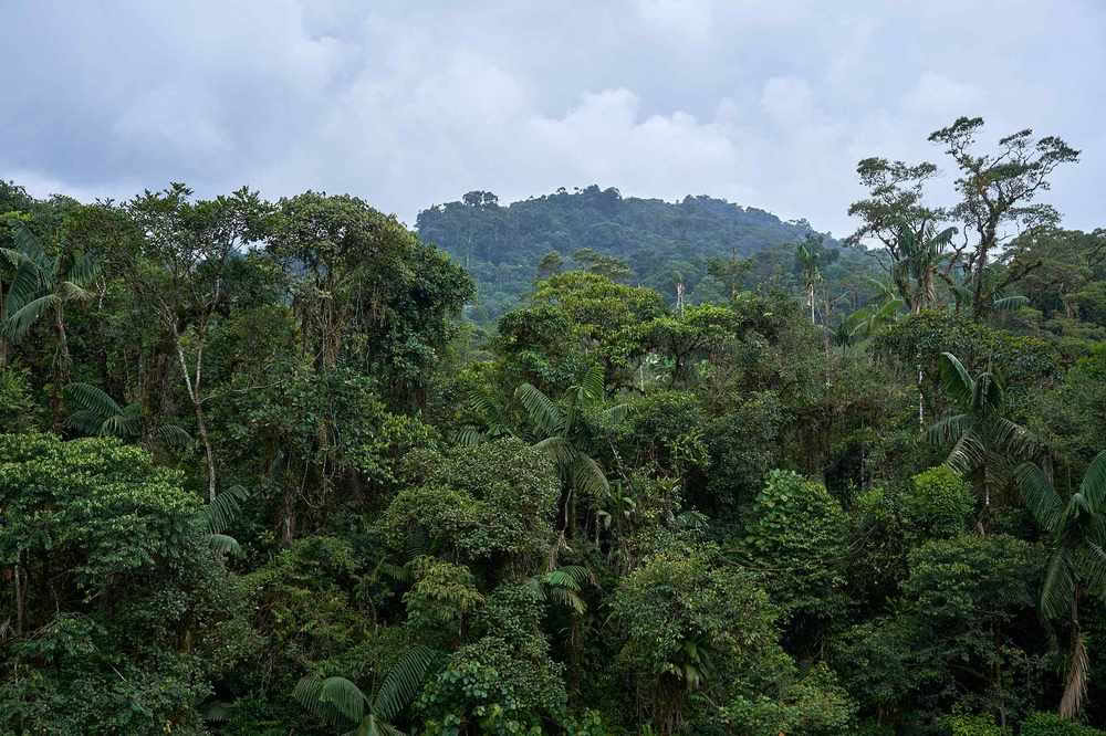 Ayahuasca Einführungsretreat: 7- und 14-tägig – 10. bis 31. Januar 2027