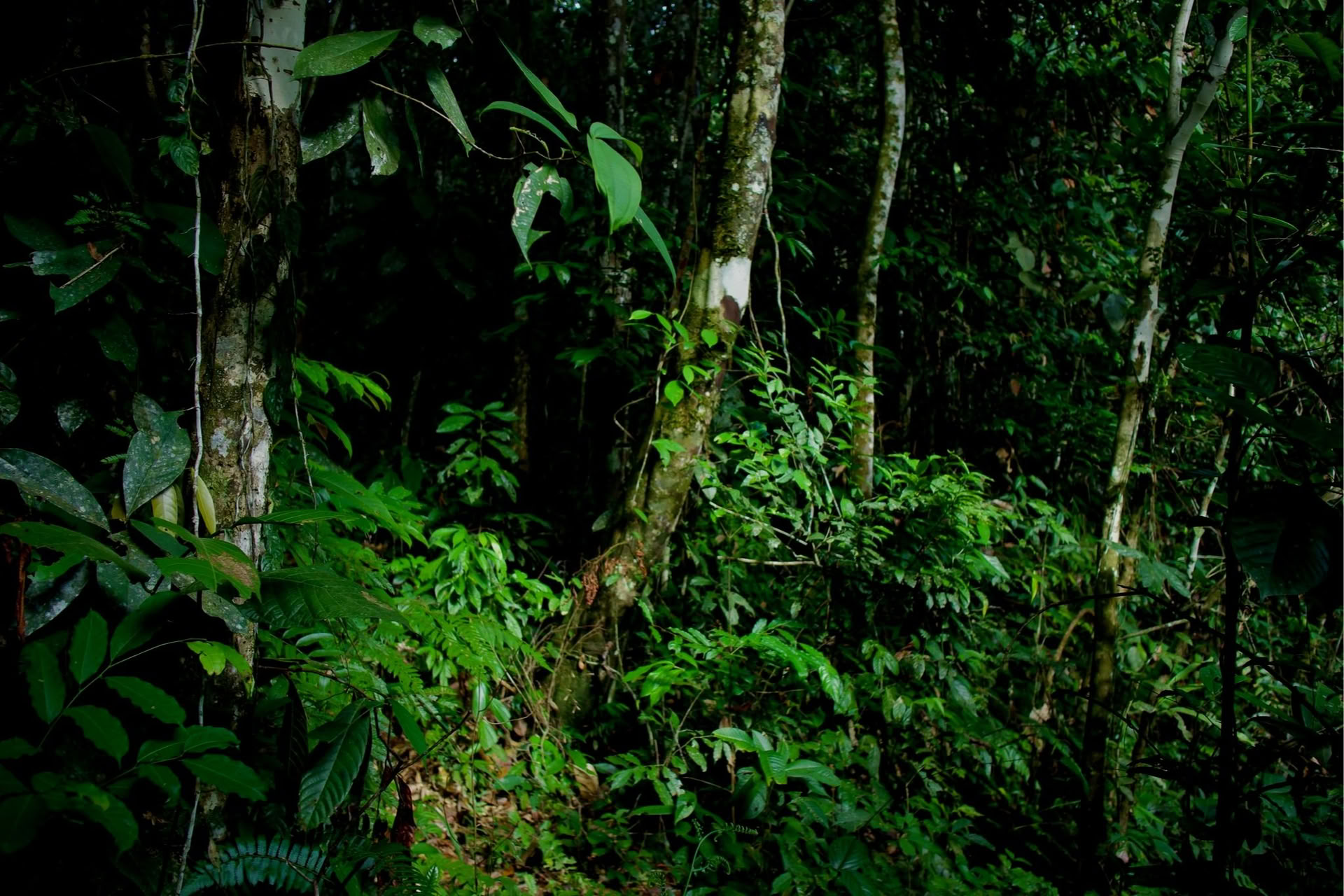 Private Jungle-Erlebnis