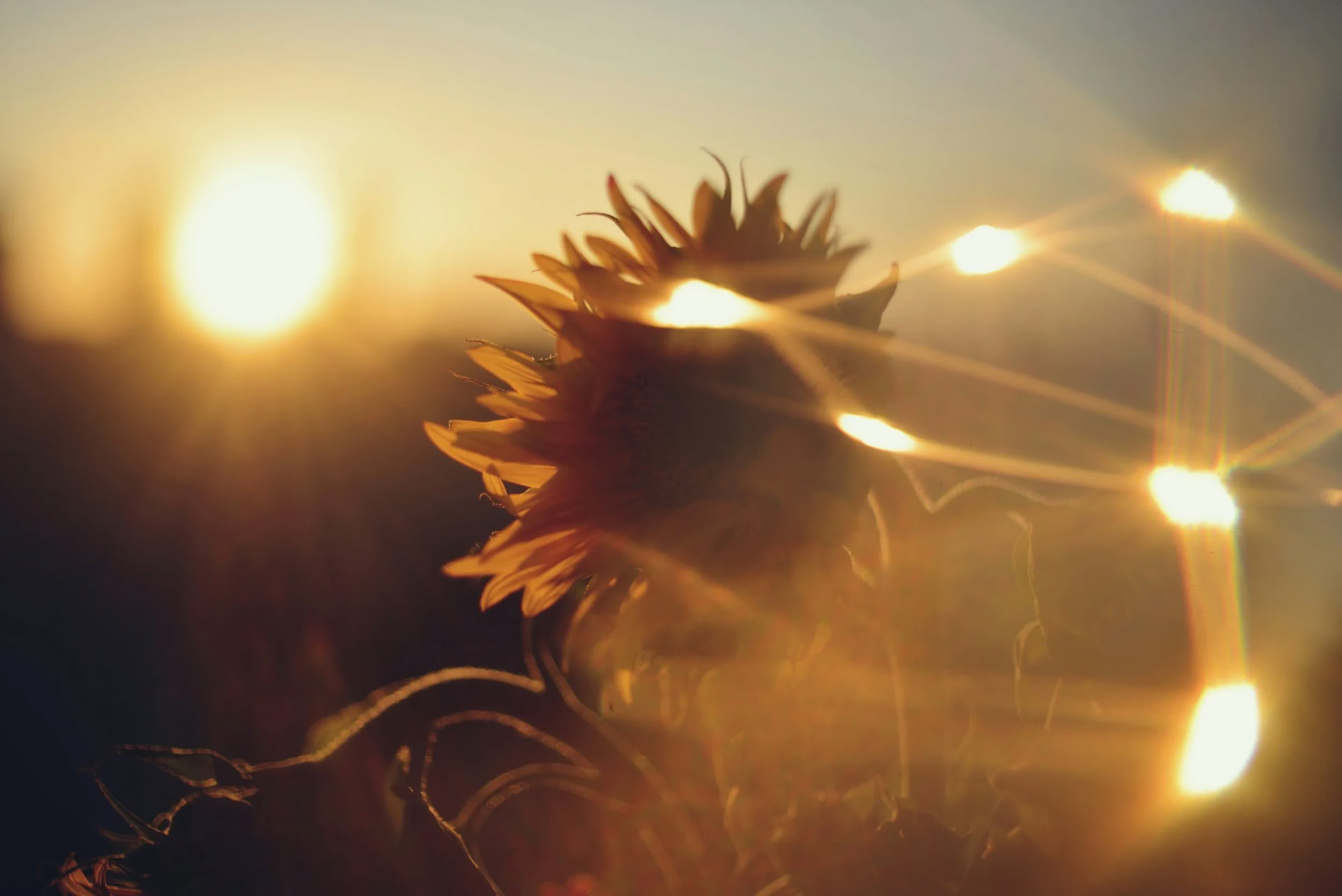 Sistertalk Retreats - SUMMER RADIANCE: FIRE Element Retreat — Wild Nature Retreats