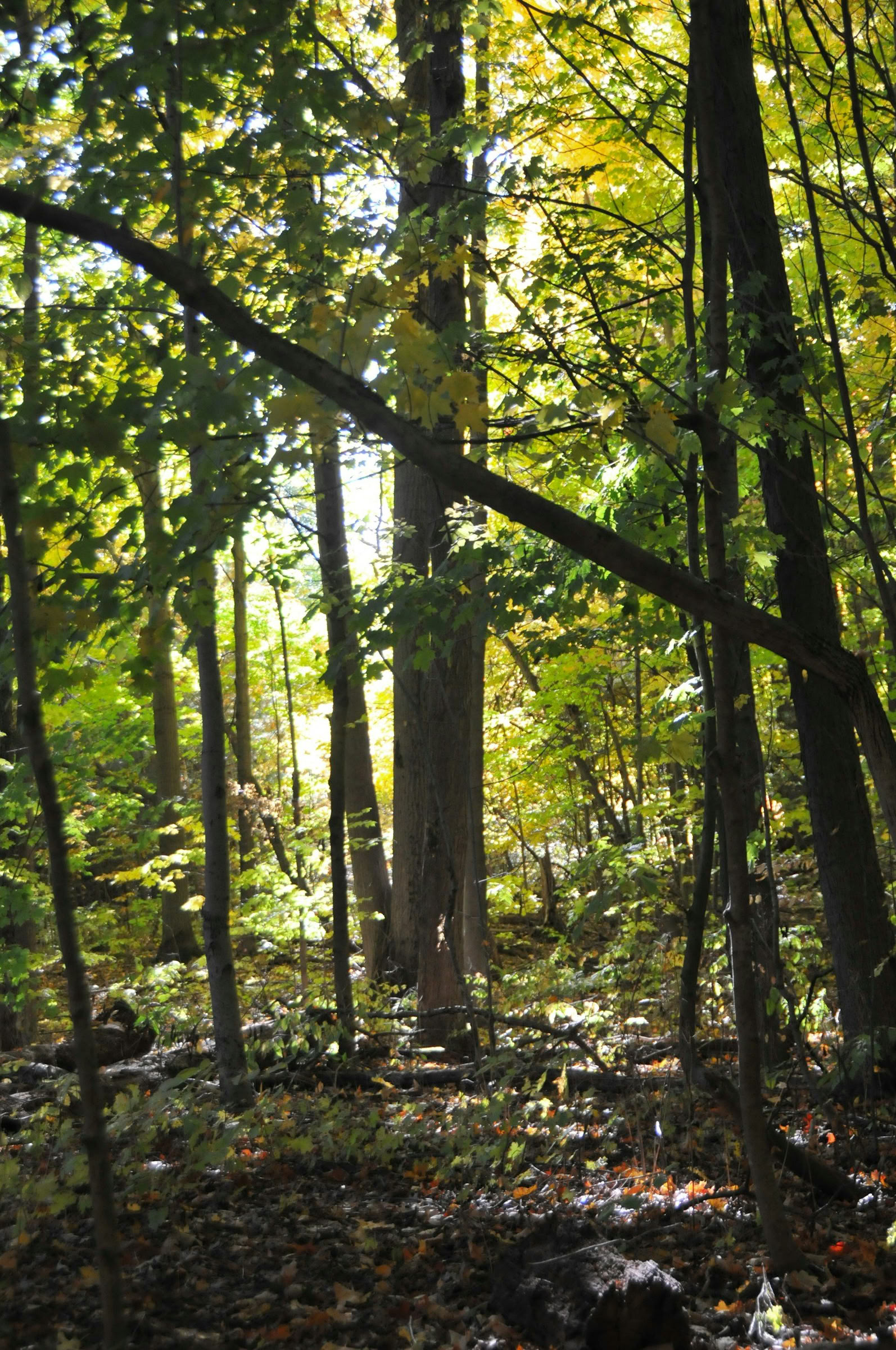 ForREST Retreat: Sommer-Erweckungs-Wochenende — Wild Nature Retreats