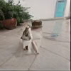 Iyengar Yoga mit Susan Holmes