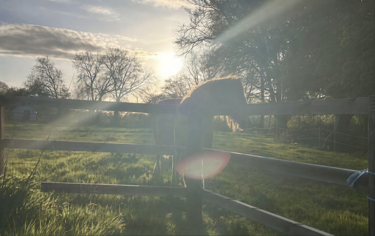 Connect with Heart Retreat with den Horses