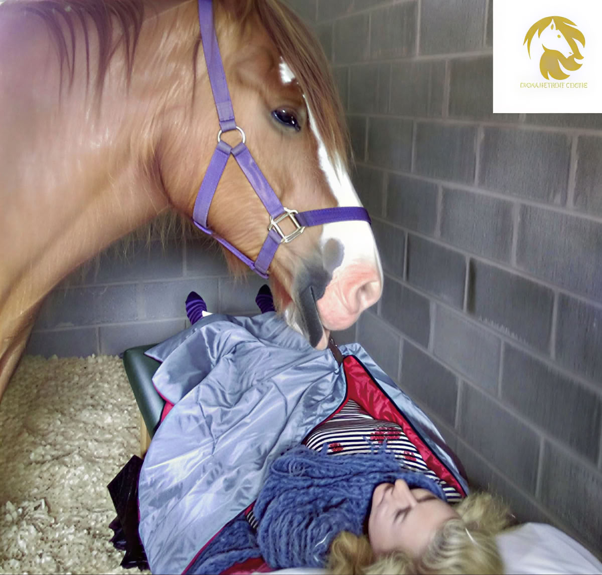 Equine 1-2-1 Therapie