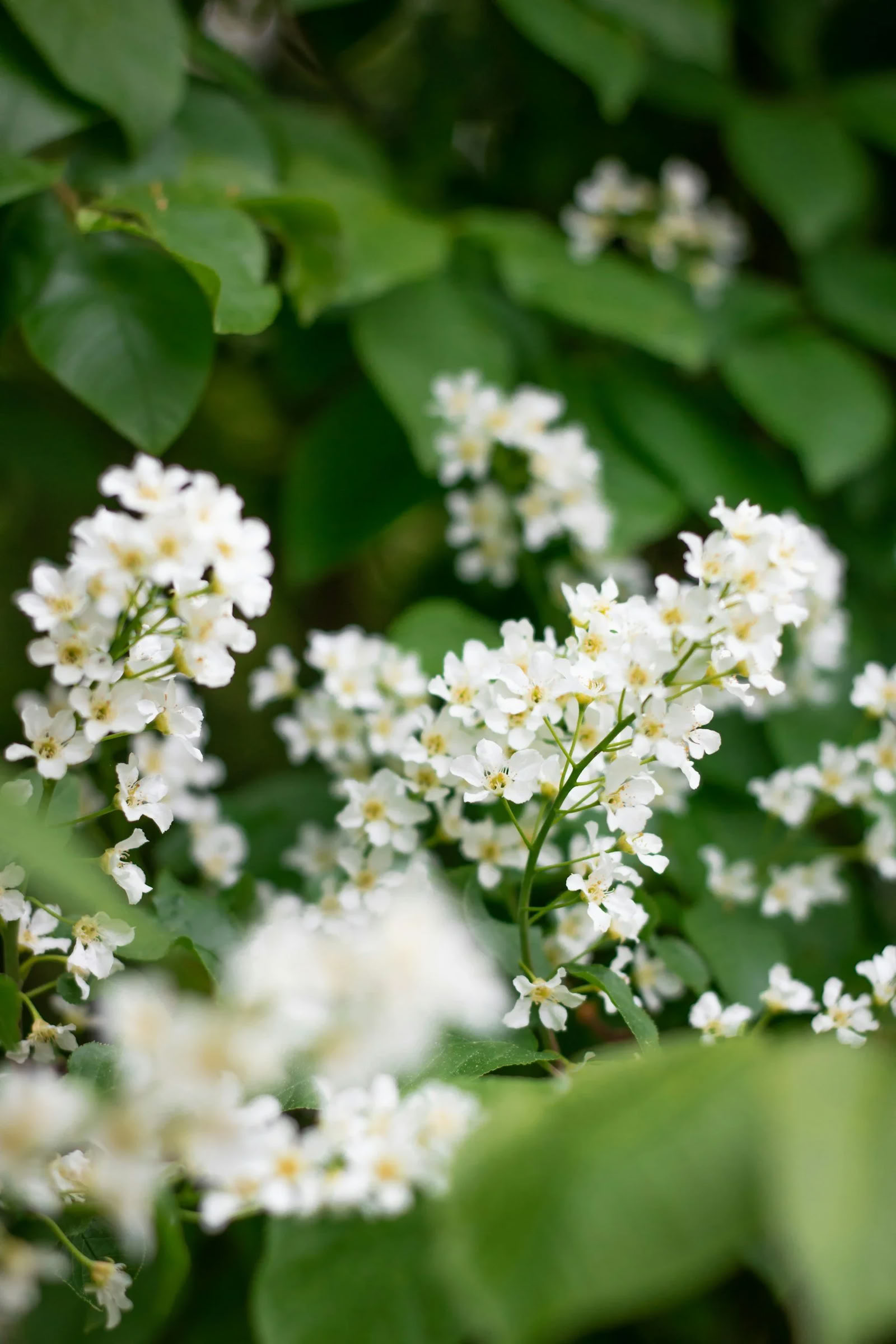 Harmonisiere Dein Leben: Ein Retreat