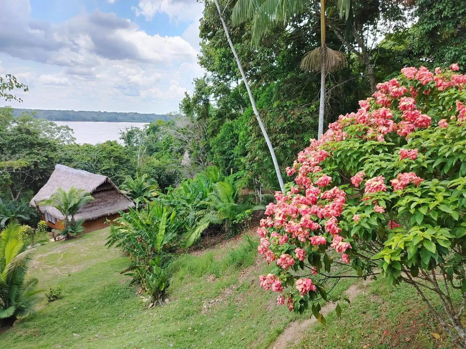 5 Tage Ayahuasca- und San-Pedro-Retreat
