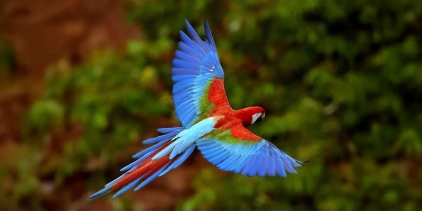 Path to Peace - Ketamine Assistiertes Frauen Costa Rica Retreat