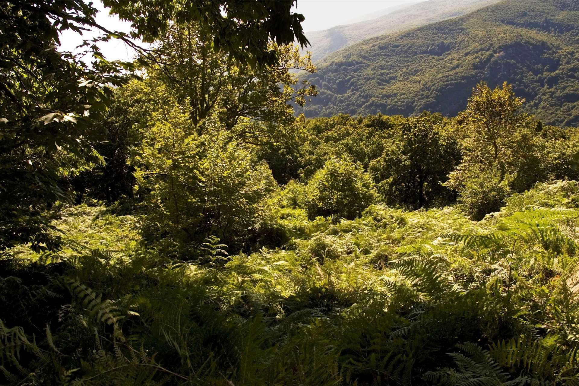 Experience The Elements Retreat Pelion September 2026