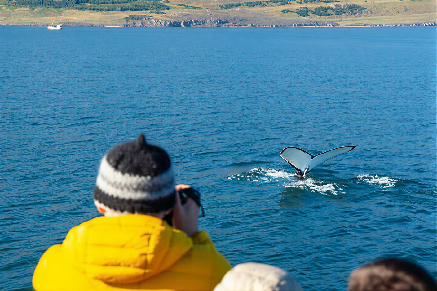 Whale Watching – 100% Walbeobachtung