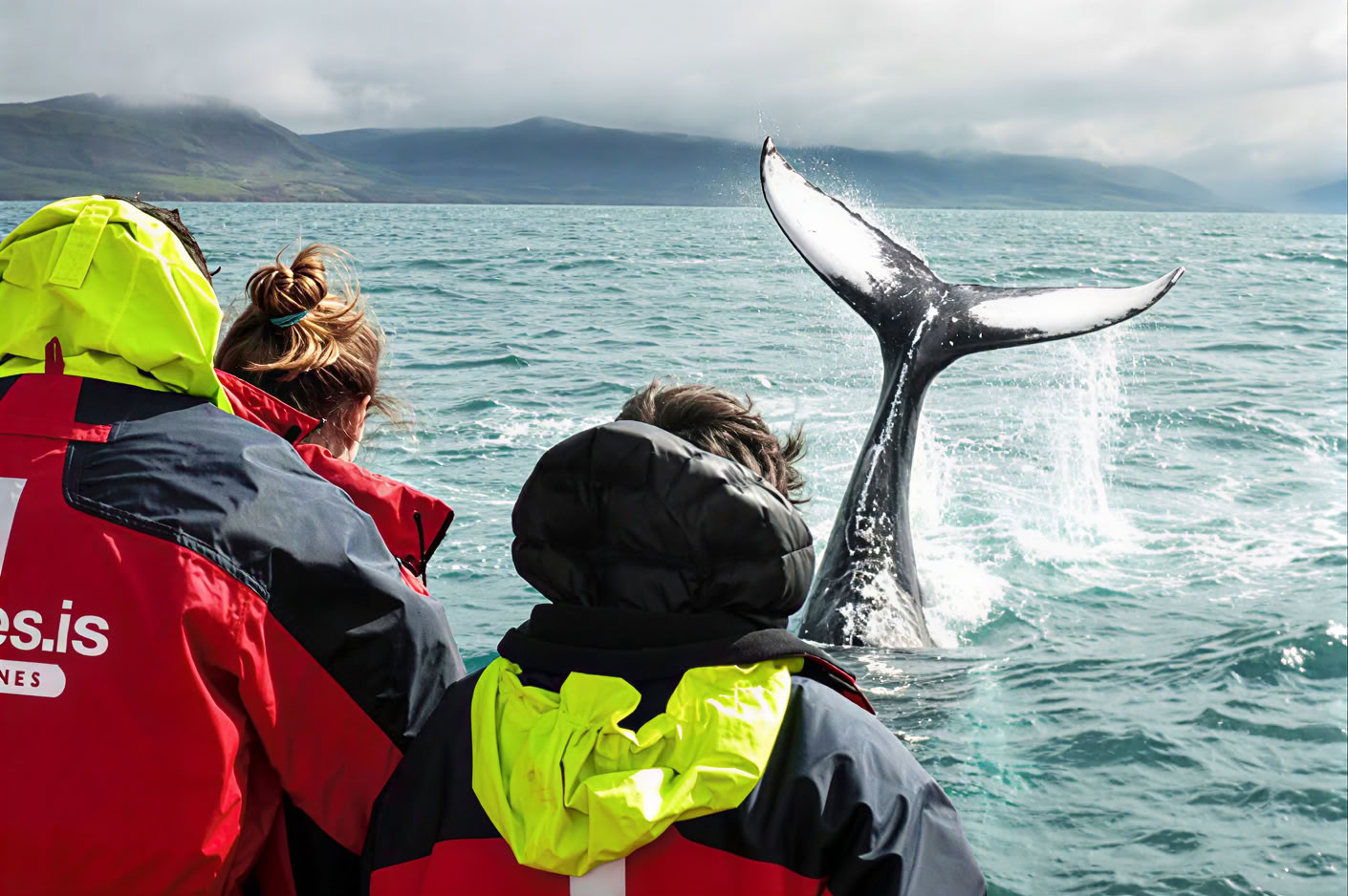 Whale Watching – 100% Walbeobachtung