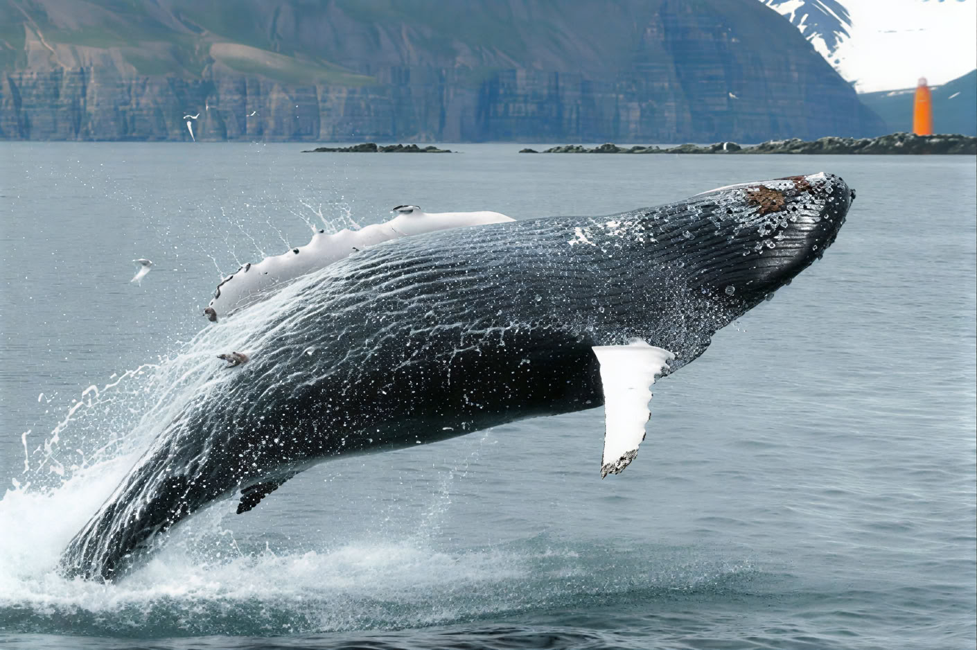 Whale Watching – 100% Walbeobachtung