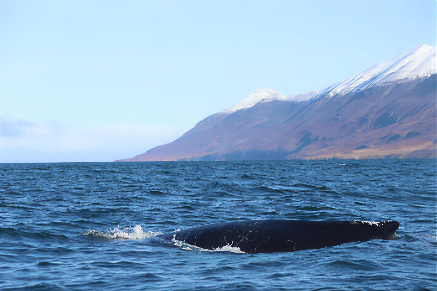 Akureyri Walbeobachtung